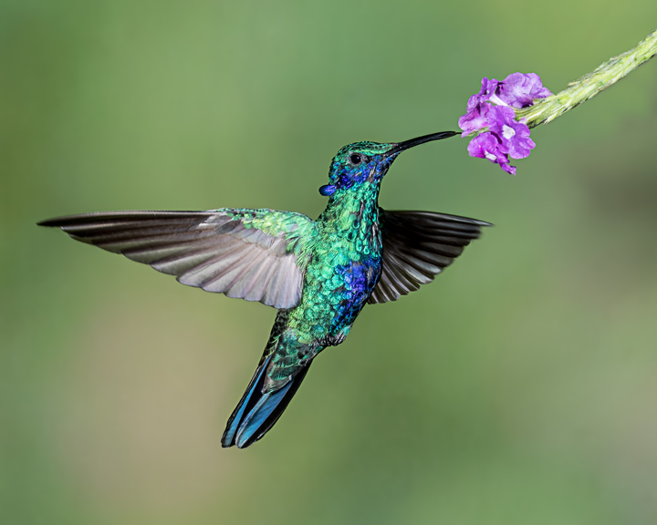Colibri
